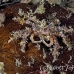 crab_decorator_lu_mb_h_0336_png3265.jpg